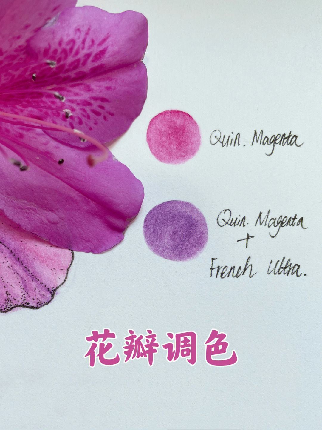 鲜花调色安卓版下载snapseed手机安卓版最新版本下载