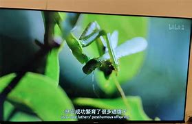 同城求偶苹果版同城真遇下载中文版