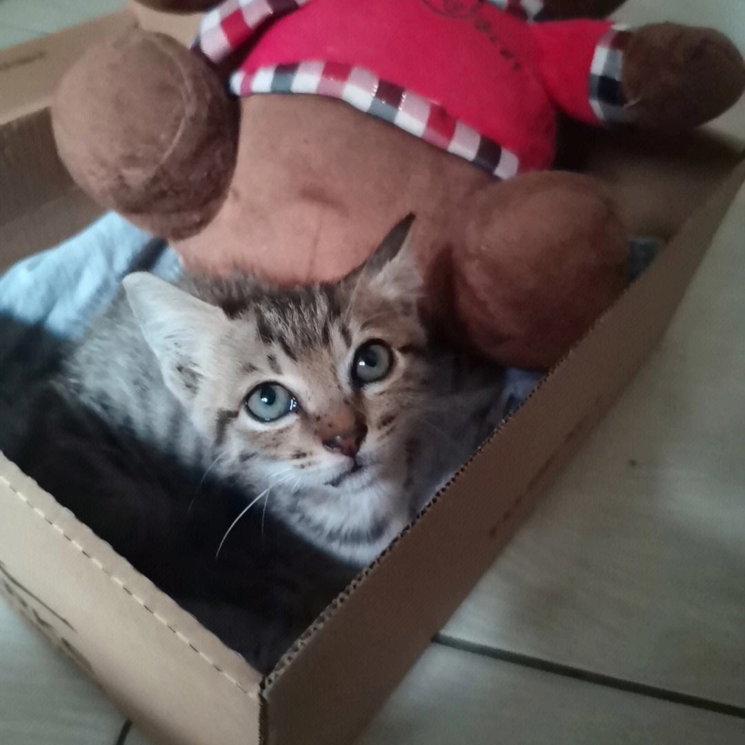 笨猫客户端旺猫智慧商业平台-第2张图片-太平洋在线下载